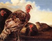 Domestic Fowl - 阿尔伯特·库普